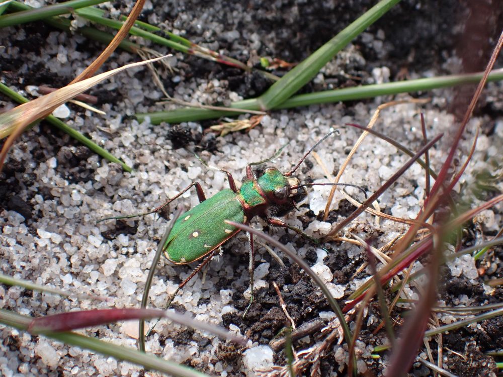 a green beetle against bright white grit