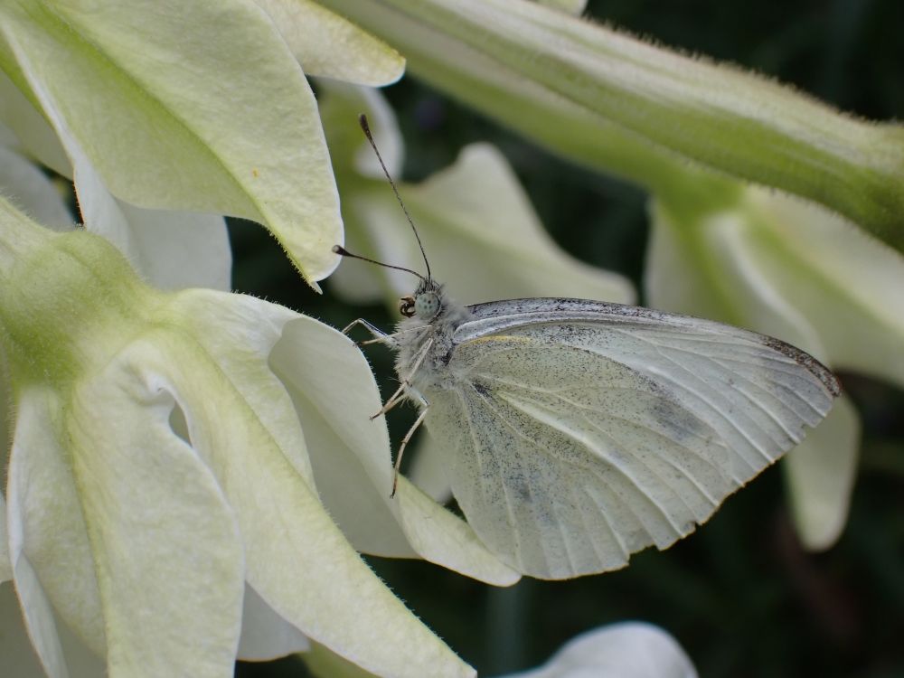 A white butterfly seen from the side with its wings closed perched on a white flower