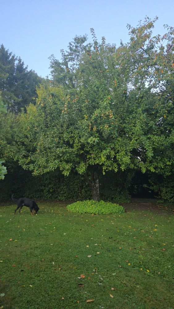 Big apple trees with lots of falen apples. Which are eten by a large black dog.