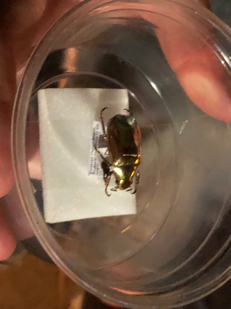 Awesome beetle with giant penis