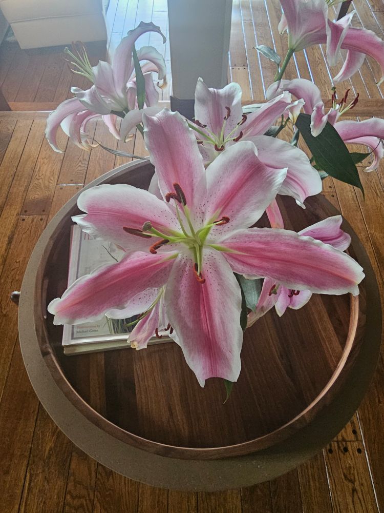 Showy Lily bloom 