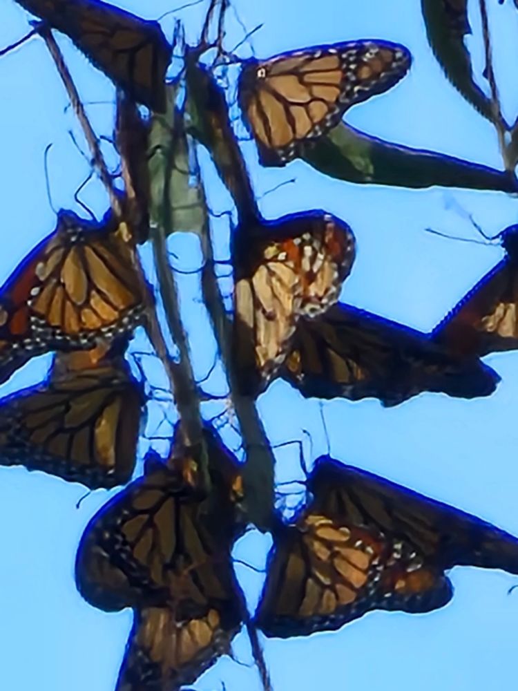 Monarch butterflies natural bridges state beach October 2023