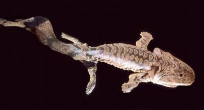 Artist imagining of early land vertebrate