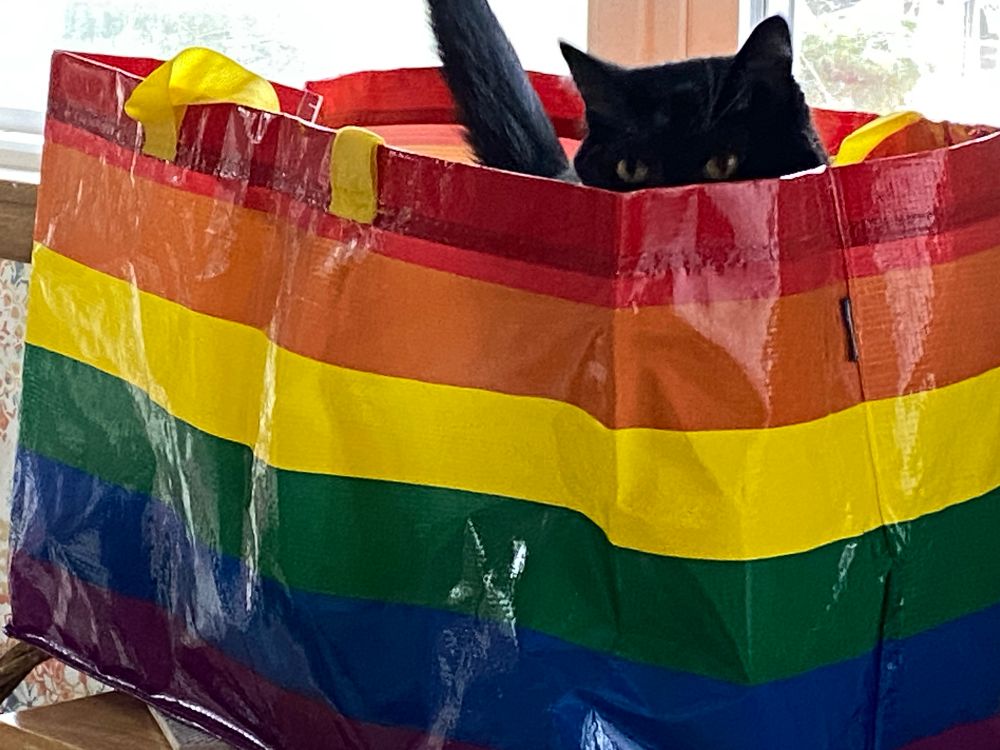 A large rainbow striped IKEA bag with a black-and-white cat standing in it. Only the cat's head and tail are visible 