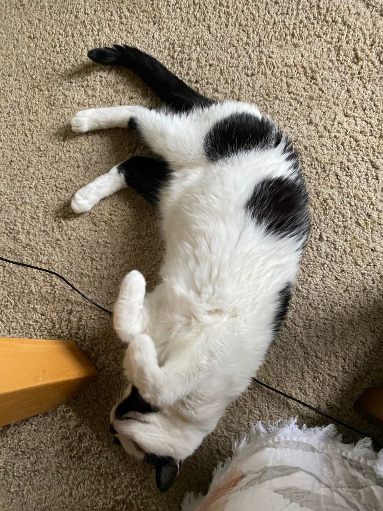 A white and black cat lying on its back on the floor, front paws curled.