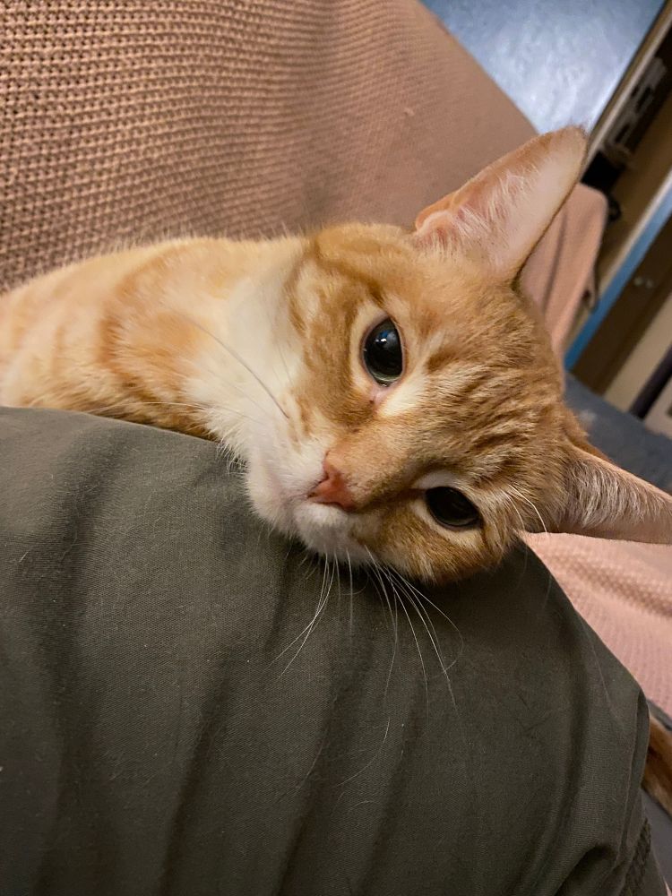 The head of an orange striped cat, looking at the camera, head resting on a human's T-shirt