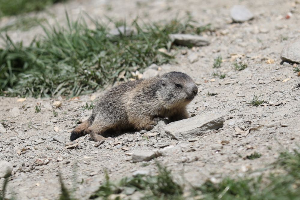 Murmeltier Jungtier auf steinigem Untergrund, braunes Fell, süsse Stupsnase, im Hintergrund Gras