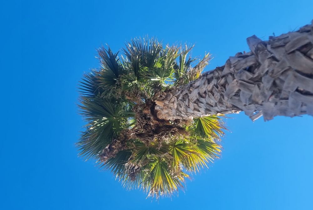 Grüne Palme vor blauem Himmel, fotografiert von unten, der Stamm in Brauntönen