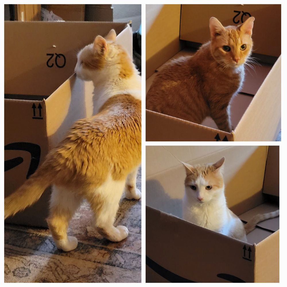 Three images of cats in and around a large box.