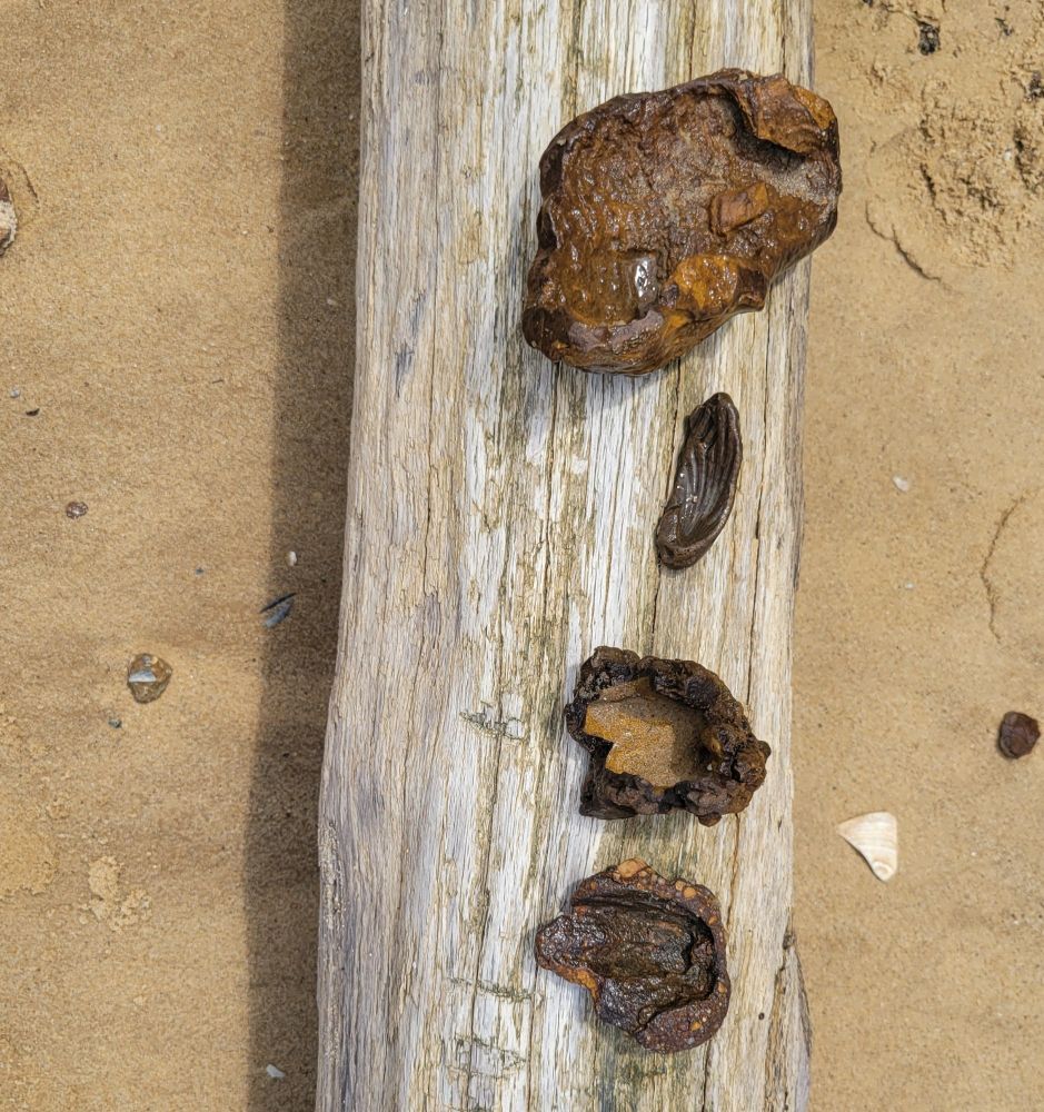 Fossils lay on a log, which is sitting on sand.