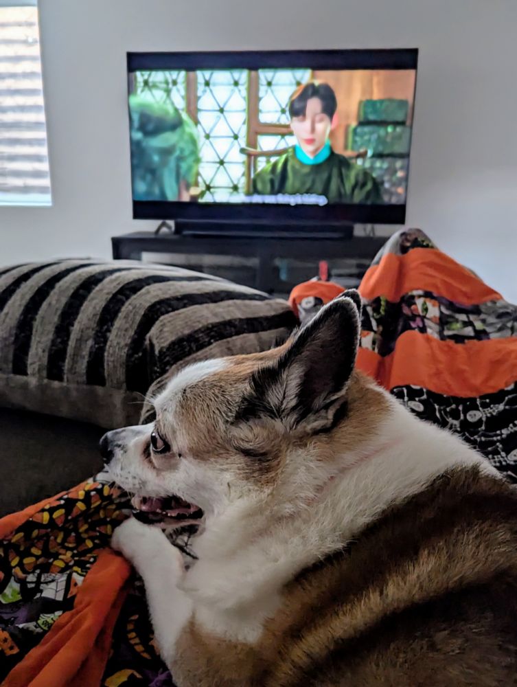 Ally, a Shiba Inu mix, rests comfortably on a patterned blanket, looking towards the right side of the frame while watching "Alchemy of Souls" playing on a TV in the background. Ally is a tricolor dog, mostly white and brown with black markings, and has a sweet, gentle expression. Pillows and a window with blinds are also visible in the living room setting.
