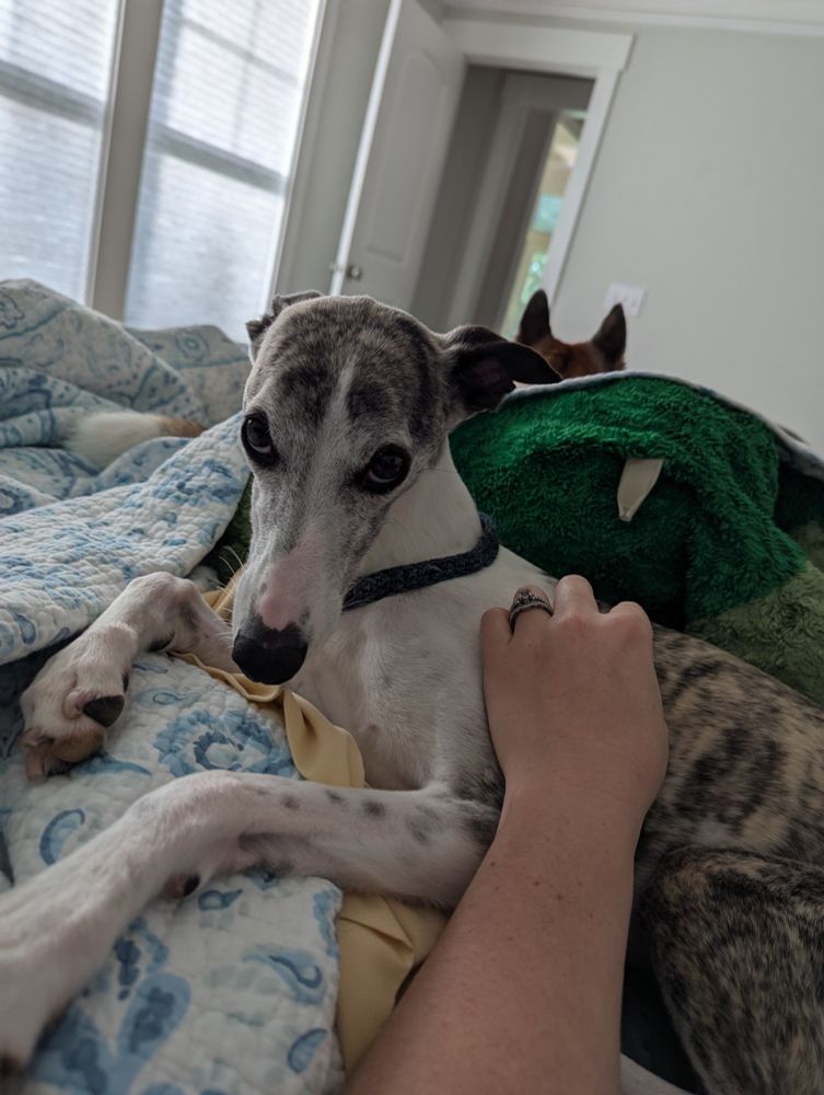 Juju, a white and brindle whippet, is laying on a mound of pillows and blankets on the bed. She has a pleading look on her face, indicating she wants more pets and snuggles. My left hand is scratching her side. Behind her, our other dog's ears poke out just above the blankets.
