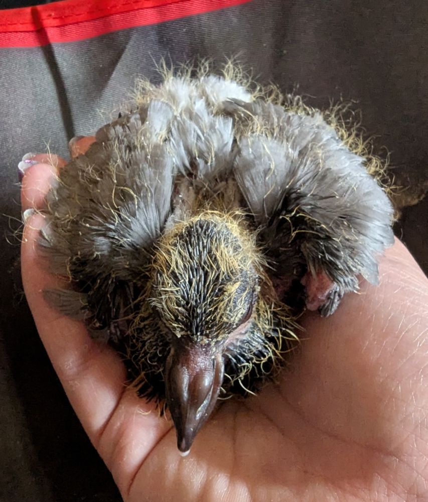 A young pigeon resting in the palm of my hand. It looks very scraggly, with a mixture of yellow down and grey feathers.
