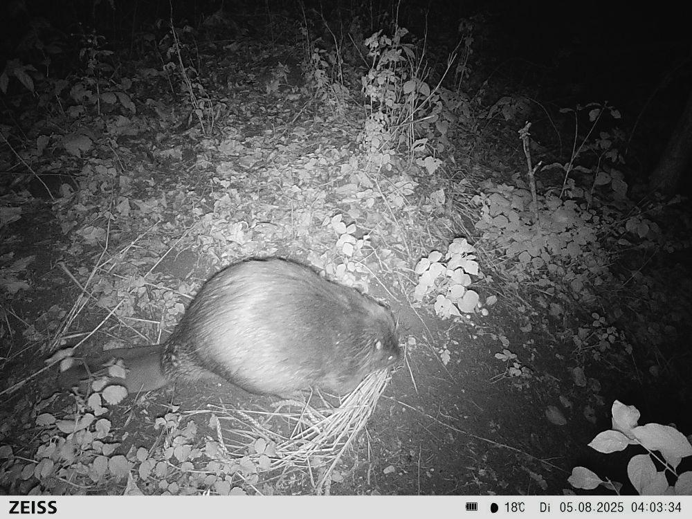 Bieber mit Stroh in schwarz weiß 