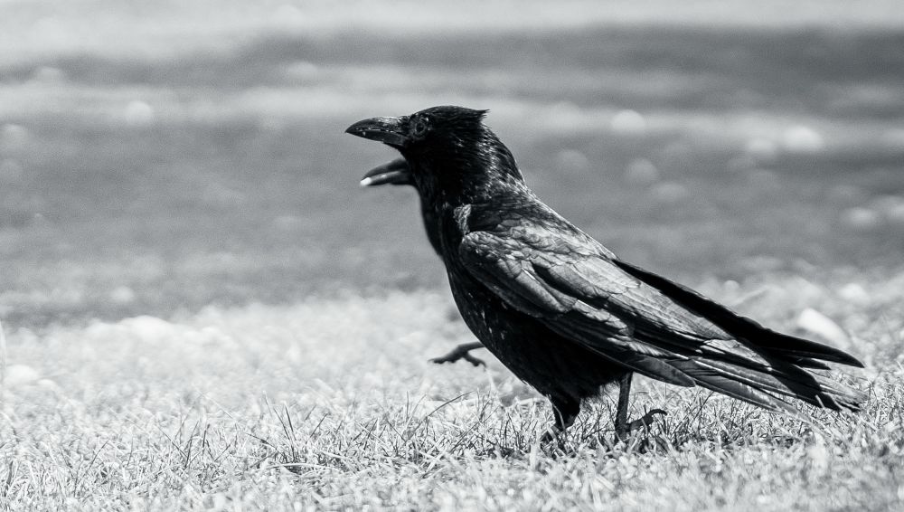 Eine Rabenkrähe steht im Gras.