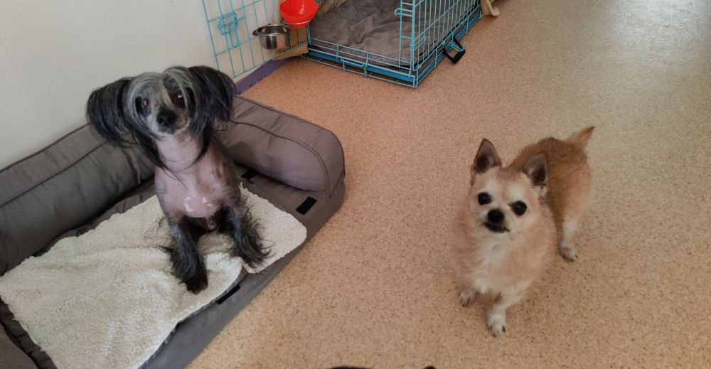 2 small happy dogs looking up into the camera. A chihuahua and a chinese crested. 