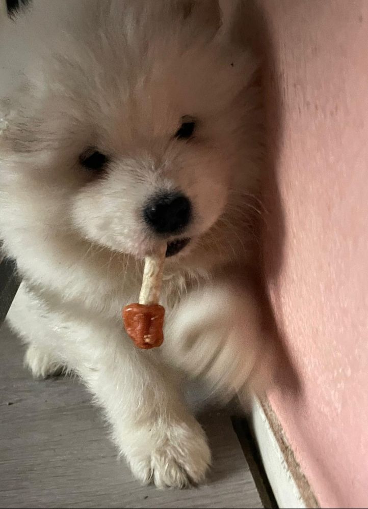 Samoyed puppy chewing on a snackstick