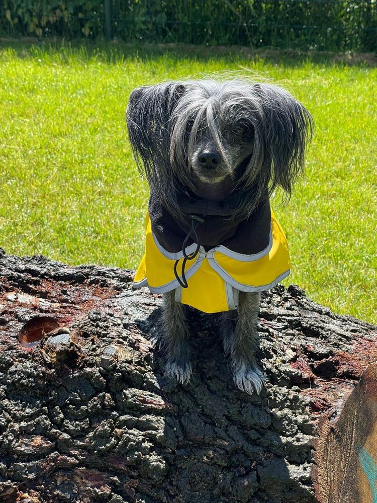 Little dog wearing a yellow raincoat while he sits on a tree trunk. 