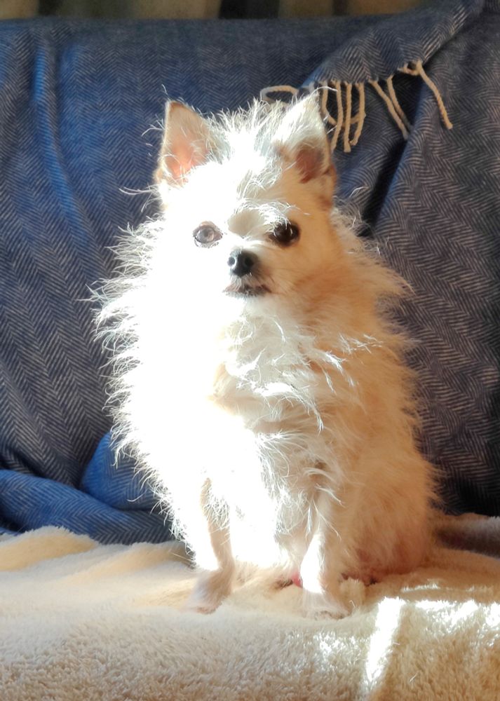 A small chihuahua cross dog, basking in the wintersun. Looking at you with a pondering stare. Sitting on a couch with a blue blanket behind him. 