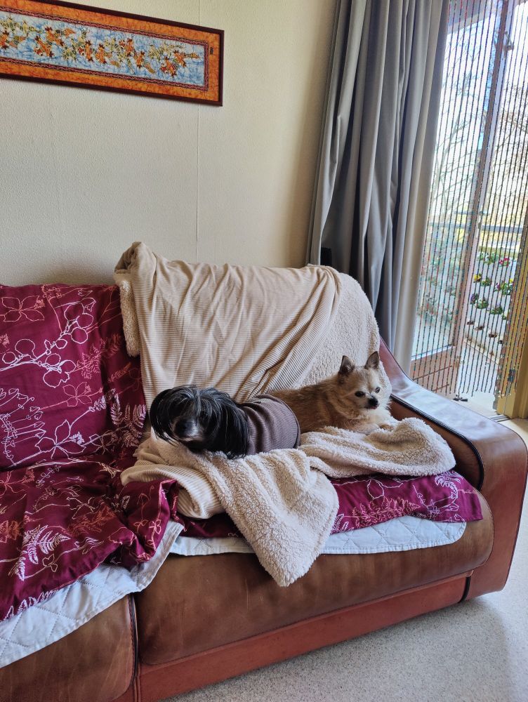 Two small dogs on a couch with alot of blankets on them. 