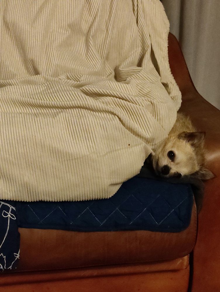 My small chihuahua dog sticking his head out from under the blanket, He got himself all buried in. Like we all want to do on sundays. 
