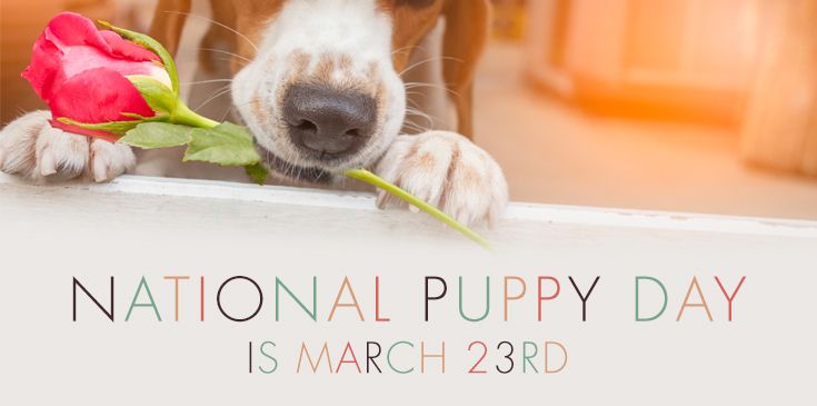 Dogsnout holding a red rose; colored text saying 'national puppy day is march 23rd'