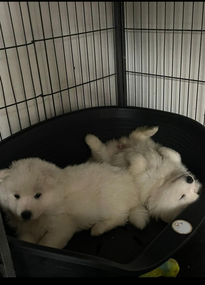2 samoyed puppies, one sleeping on his back the other one is snoozing