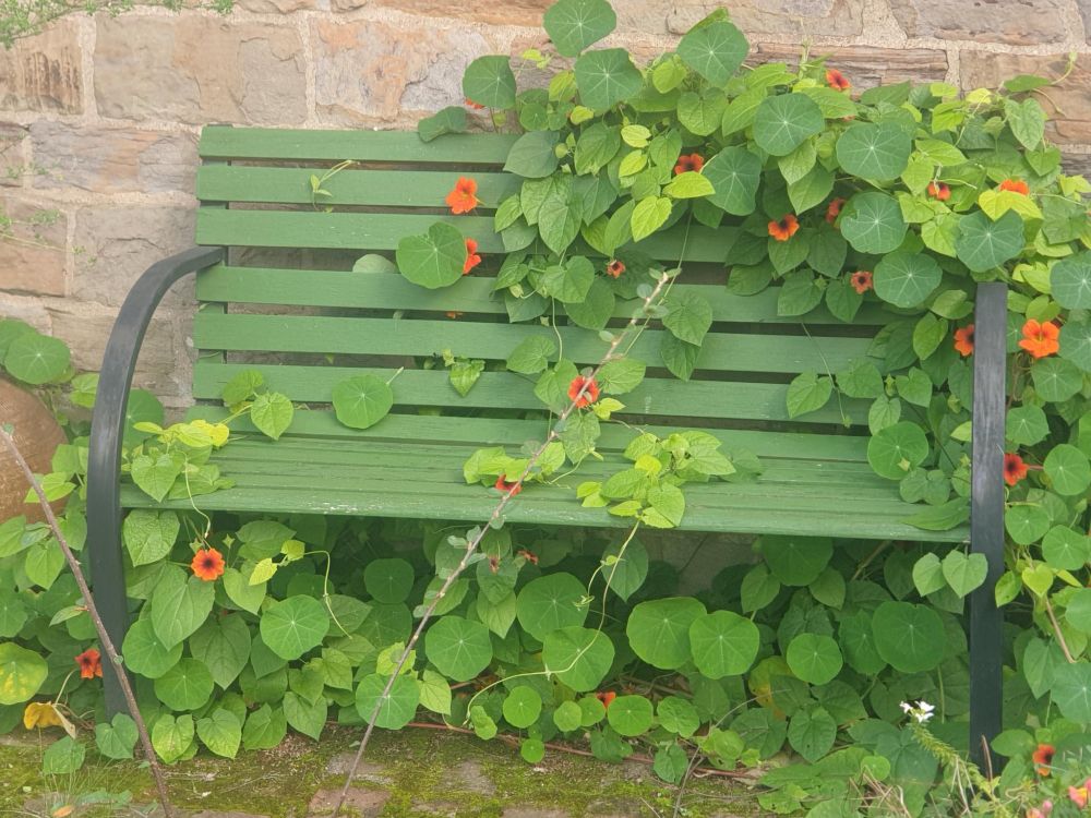 Gartenbank, deren Sitzfläche und Lehne aus grün gestrichenen Holz-Querlatten bestehen, ist üppig von den Ranken einer Kapuzinerkresse mit orangen Blüten überwuchert. Die Seitenteile der Bank, Armlehnen und Füße, sind gebogen und aus schwarzem Metall. Die Wand dahinter besteht aus großen hellen Bruchsteinen, die Bodenfläche davor ist gepflastert, teilweise mit Moos überwuchert.