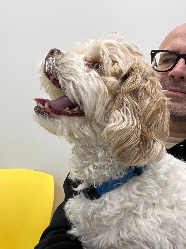 A very handsome dog with a strange looking man in the background.  