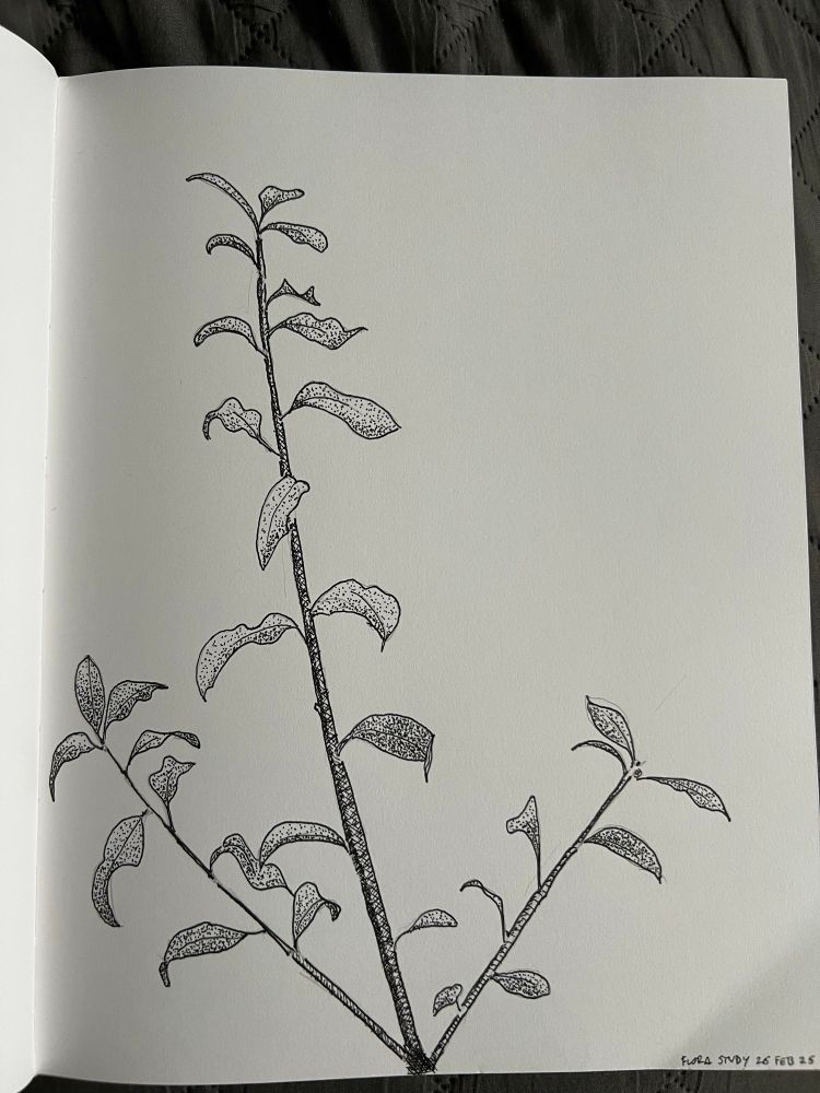 A drawing of a plant