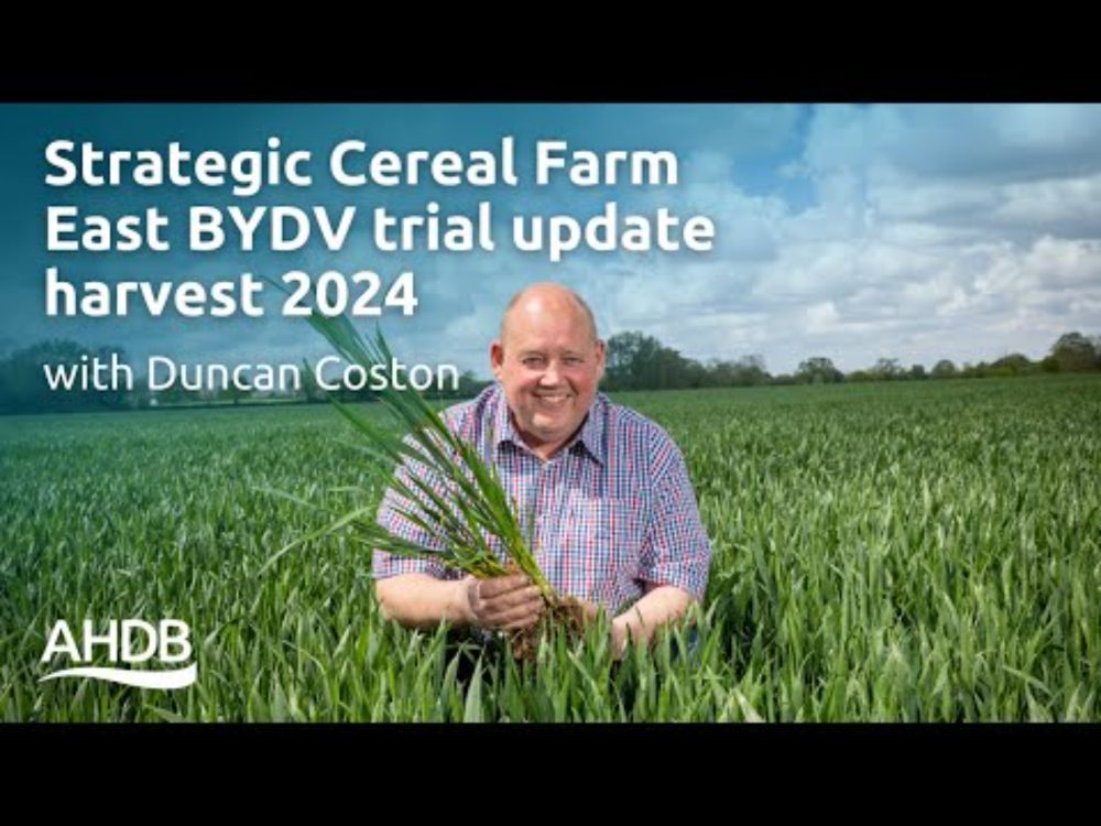 Strategic Cereal Farm East BYDV trial update harvest 2024 with Duncan Coston | AHDB