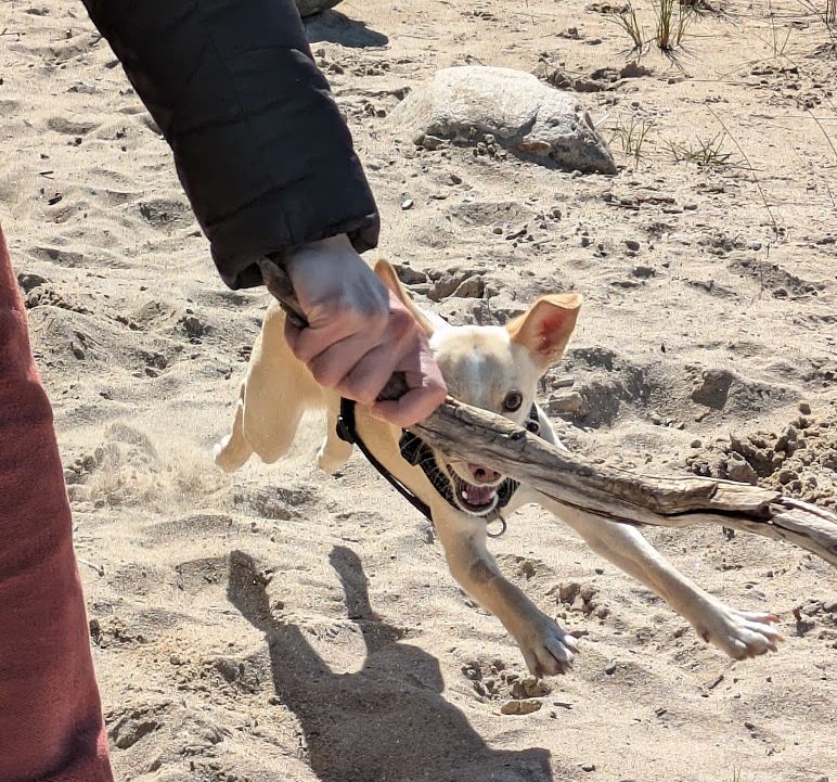 a dog chasing a stick held by a person