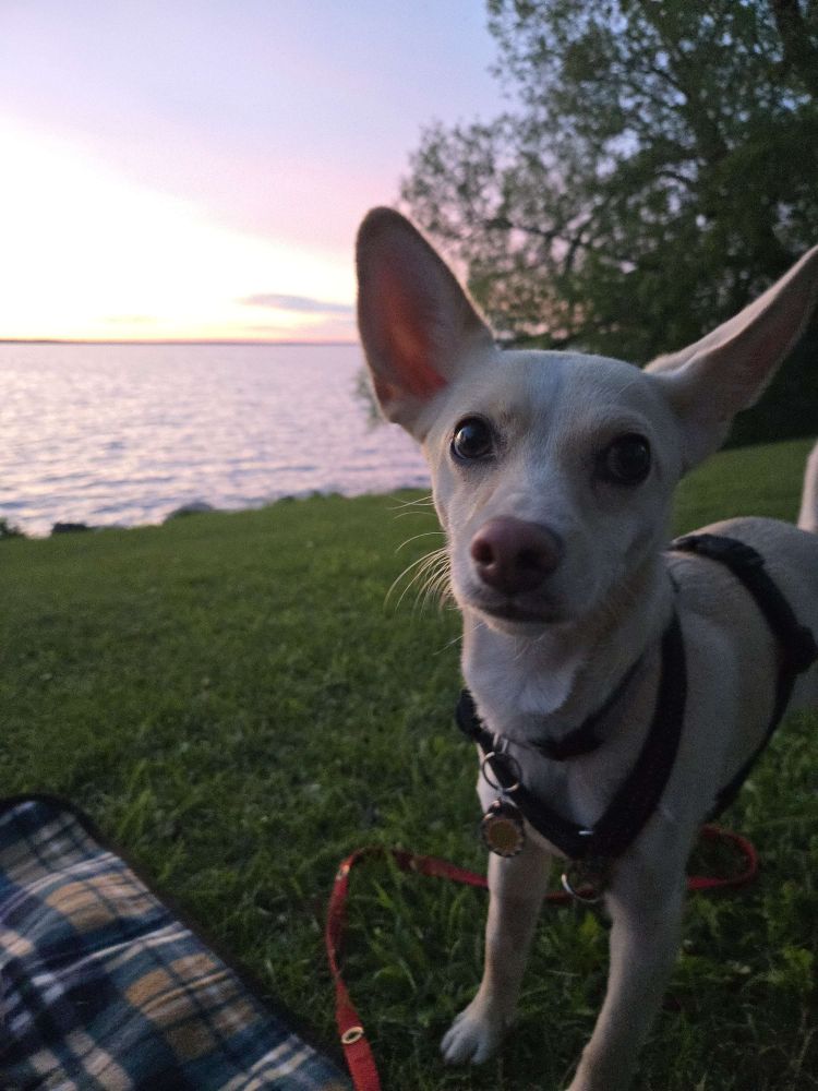 a dog next to a sunset