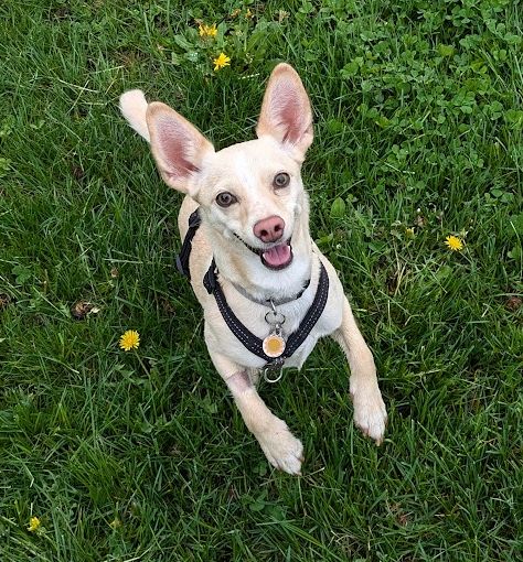 a dog jumping up in the grass, front paws off the ground