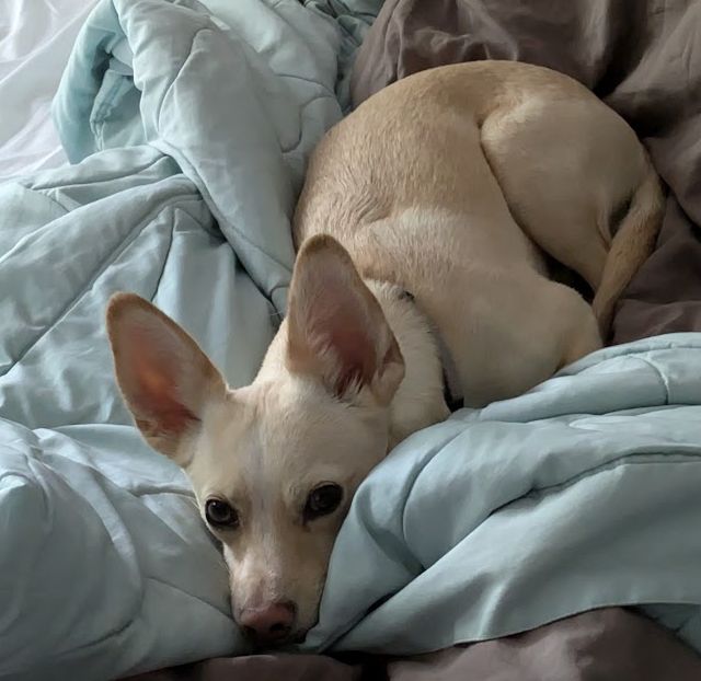 a dog in blankets
