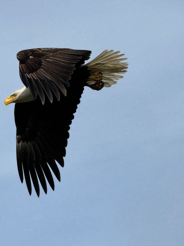 Majestic as fuck bald eagle against an empty blue sky makes eye contact with my phone without me knowing it 