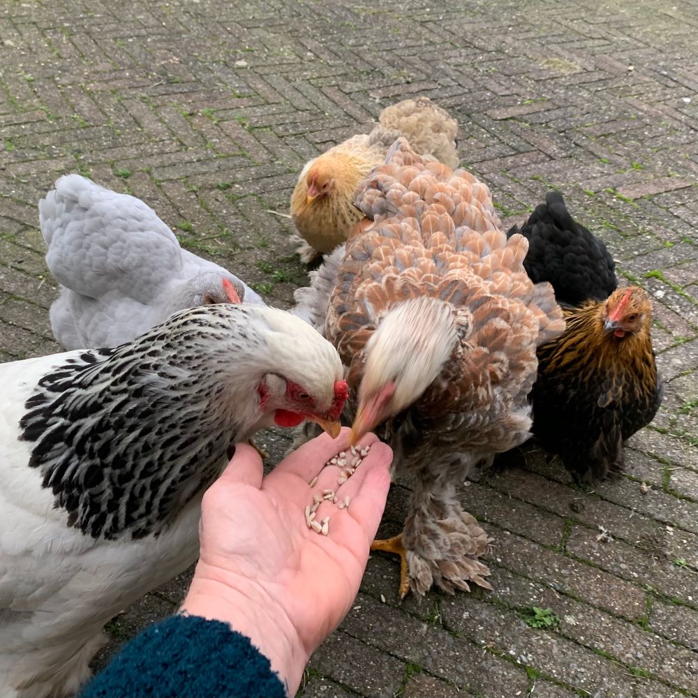5 soorten kippen reiken naar de pitjes in de uitgestoken hand.