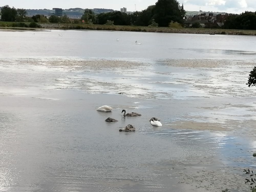 Swans and their Cygnets at the Waterworks 