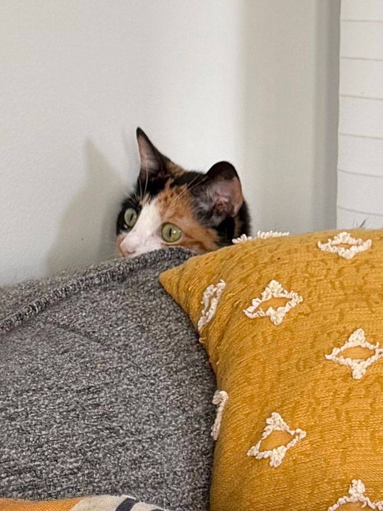 Little calico cat peeking over a couch. SOON
