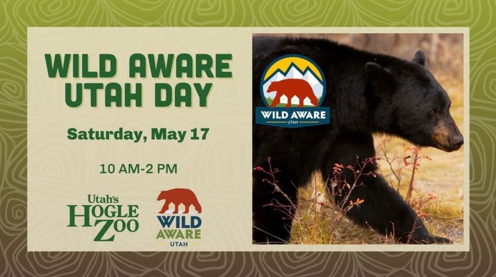 Image is a split graphic with a black bear walking through brush on the right side, and details about Wild Aware Utah Day on the left side. The text on the left says: 
Wild Aware Utah Day
Saturday, May 17
10 AM - 2 PM

The text is above the Utah’s Hogle Zoo and Wild Aware Utah logos.