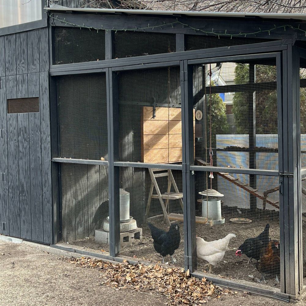 Four chickens are visible within a sturdy, locked enclosure made of dark-gray wood and wire mesh. There are two black chickens, one white chicken and one auburn chicken.