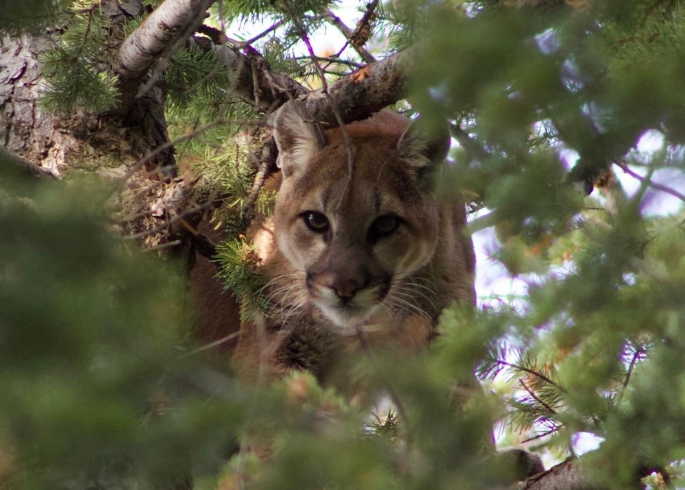 A cougar is looking out from the branches of a pine or fir tree. 