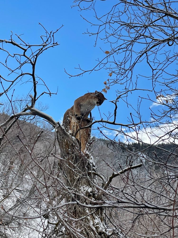 A cougar is perched near the top of a bare-branched tree, looking down. Snow is visible in the background.