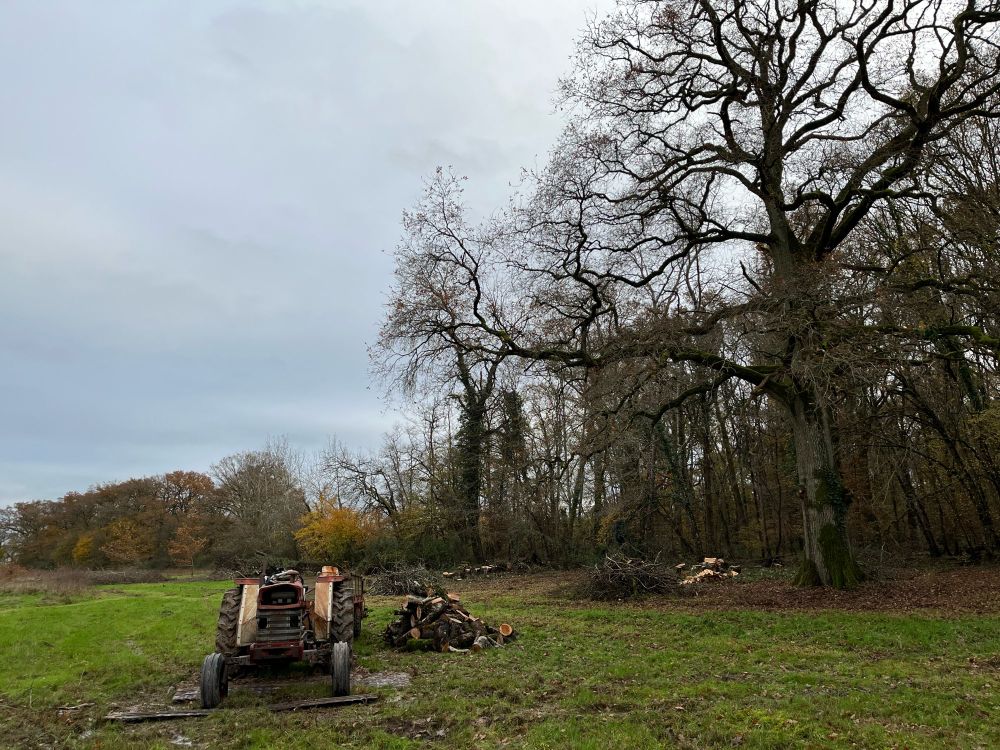 Massey Ferguson de 74 Permacultant malgré lui devant un chêne centenaire
