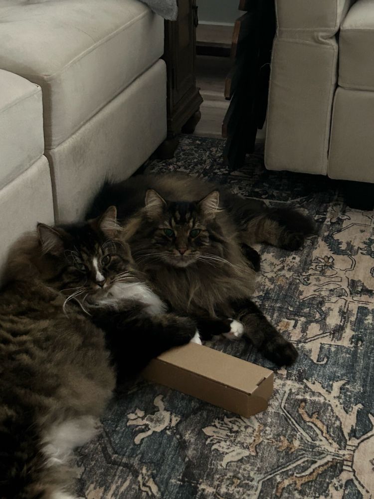 Two Norwegian Forest cat brothers lying next to each other.