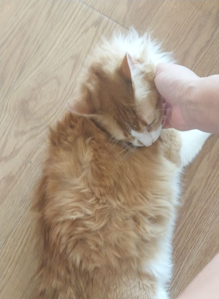 Photo of a fluffy solid orange and white cat flopped on the floor being petted on the neck.