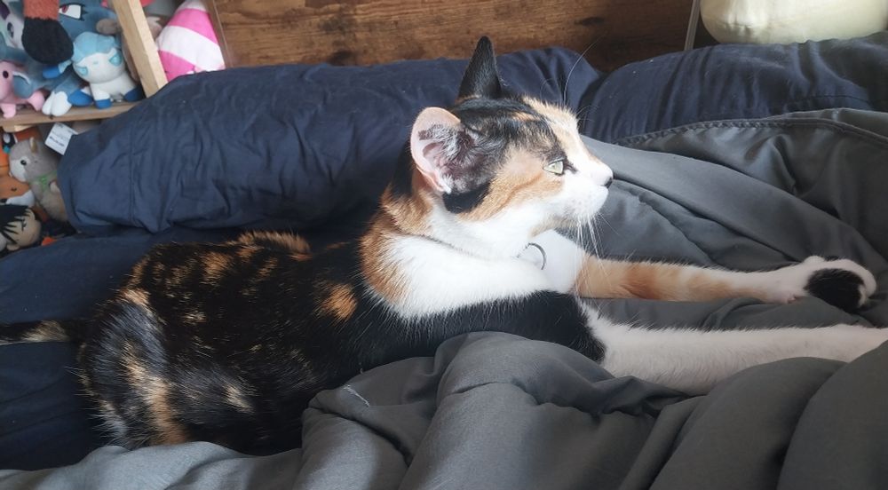 Calico cat laying down with her front paws outstretched on a soft blanket. 