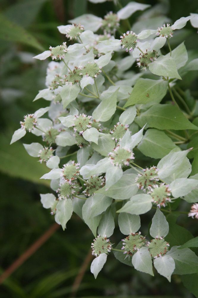 A close up of a mountain mint's flowers surrounded by their silver 'bracts' or leaves.