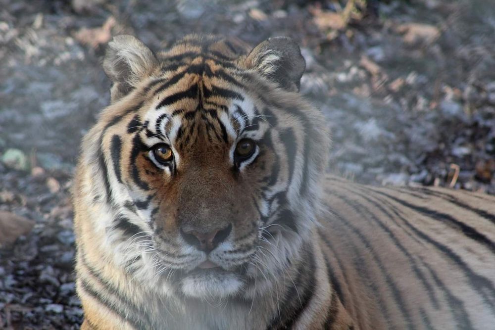 A tiger stares at the photographer, offset slightly to audience left. Her age is apparent by the scuffs on her ears and the twists of her whiskers. Sunlight illuminates her right eye, showing the deep hues of orange, green, and gold. 