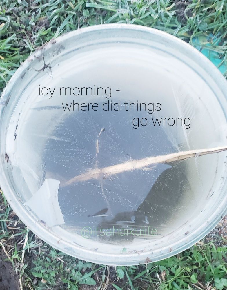 Looking down at a bucket of water with a layer of ice on it. The bucket is translucent, and sits on grass. There is a shard of wood sticking out of the water at a low angle.

Poem written across this reads:
icy morning -
where did things
go wrong 